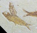 Multiple Knightia Fossil Fish Plate - Wyoming #50588-2